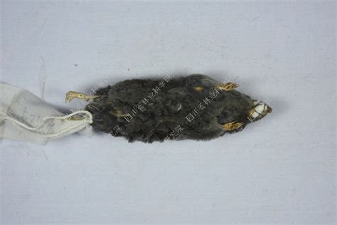 四川短尾鼩 Anourosorex squamipes - 物种库 - 国家动物标本资源库