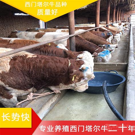 呼和浩特西门塔尔牛养殖基地 五百斤的小牛犊价格 吉林四平 福成五丰-食品商务网
