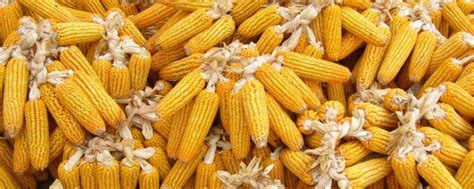 先玉1466玉米品种-农百科