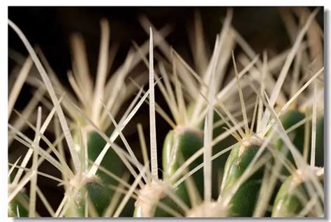 有刺的仙人掌花园宏观植物群力量伤害公园脊柱风险防御植物高清图片下载-正版图片321308025-摄图网