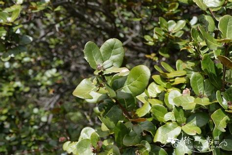 川滇高山栎Quercus aquifolioides-花卉图片网