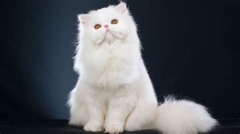 可爱的白色猫猫图片(2)_猫猫图片_萌宠图片_秀宠网