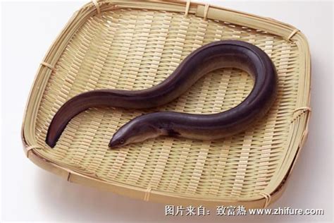 花鳗鱼图片