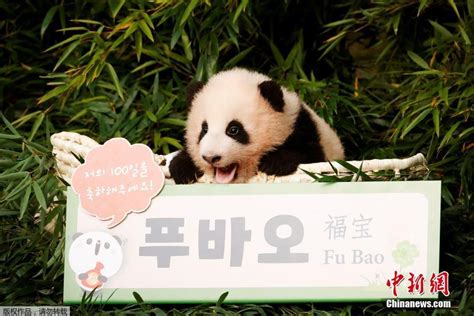 “枫滨”！日本新生大熊猫宝宝名字投票结果出炉！