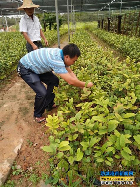 防城港金花茶产业（核心）示范区创建工作稳步推进 - 广西县域经济网