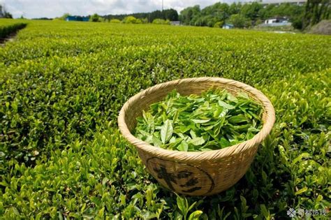 中国四大绿茶产区，北纬30度最佳！ - 居家 - 美丽人生