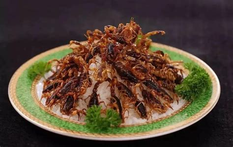 蟋蟀饼干、蚕沙珍珠奶茶……日本昆虫食品打得火热__财经头条