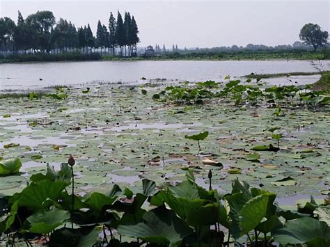 洪湖湿地自然保护区简介 _湿地保护_www.shidicn.com