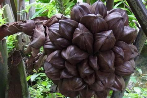 世界十大最稀有的水果，红毛丹上榜，第一是牙买加的“国果”_排行榜123网