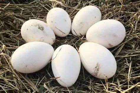 母鹅下蛋需要公鹅的配合吗，下蛋的前兆 - 农村网