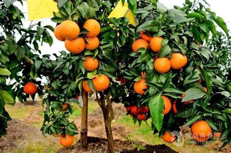 优质特价红美人柑橘苗产地直销_象山良福家庭农场_园林网