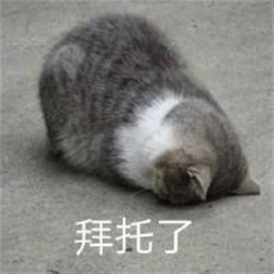 拜托拜托表情包软妹图片 拜托拜托表情包软妹图片