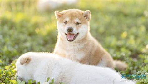 柴犬（日本柴犬） - 搜狗百科