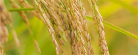 杂交水稻和普通水稻的区别？ - 农业种植网