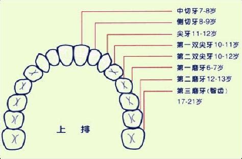 每颗牙齿的名称示意图,28颗牙齿名称示意图,牙齿名称示意图_文秘苑图库