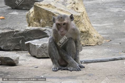 尖嘴猴腮的猴子正面特写,陆地动物,动物摄影,摄影素材,汇图网www.huitu.com
