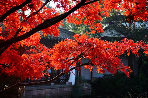 秋天的红枫高清图片下载-正版图片500205215-摄图网