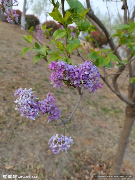 让“紫丁香”枝叶长不停、开花爆盆，其实只需把“3要点”完成好|紫丁香|枝叶|要点_新浪网