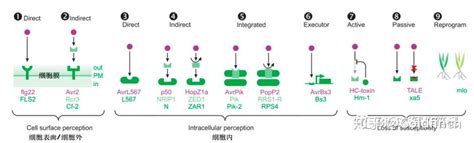 SH2D1A基因、sgRNA及其应用的制作方法