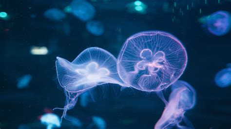 英海岸惊现水母群直径最大达89厘米_手机新浪网