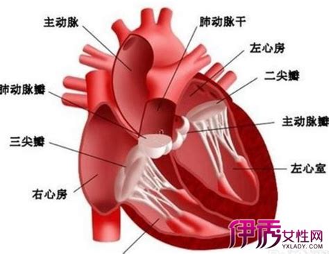 心梗发作，会对心脏造成3种伤害，无法逆转，做好这6点或能预防_企业新闻网