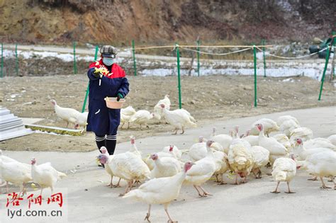 嵩县三人场村：火鸡养殖让群众生活“火”起来_新闻中心_洛阳网