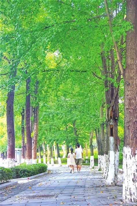 重庆大木林下花园满山海棠 入冬前最后的赏花季-上游新闻 汇聚向上的力量