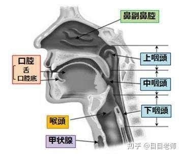 图说---泪囊鼻腔吻合手术的“内路”和“外路” - 微医（挂号网）