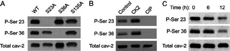 Phospho-serine-speci fi c caveolin-2 antibodies reveal that caveolin-2 ...