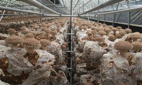 食用菌工厂化创新之路 - 贵州省贵福菌业发展有限公司