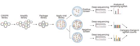 董民教授等最新《自然》：全基因组CRISPR/Cas9筛选技术揭示杀虫毒素受体|马克斯·普朗克_新浪新闻