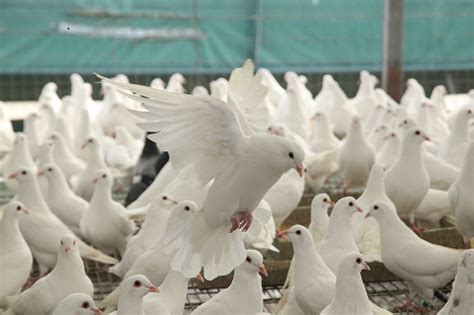 如何准确鉴别鸽子的公母_种鸽-肉鸽-天成鸽业养殖基地