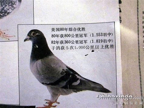 信鸽--中国信鸽信息网相册