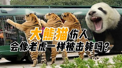 动物园老虎伤人后要被击毙，如果被大熊猫咬伤人，也会被处理吗？_腾讯视频