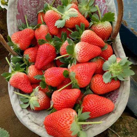 黔莓草莓苗我想买价格怎么样_黔莓草莓苗我想买_泰安市岱岳区满庄镇万林苗圃