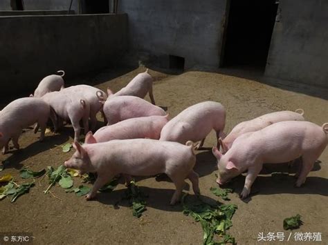 涨价预警！9月21日猪价、饲料均大涨！豆粕最高涨到5200元... - 知乎