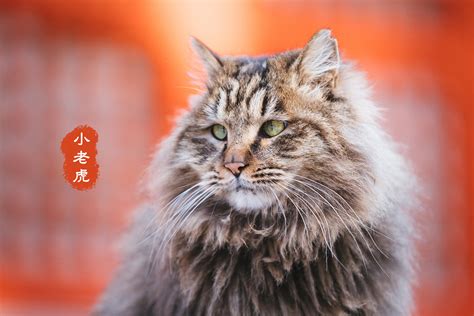 故宫御猫图片