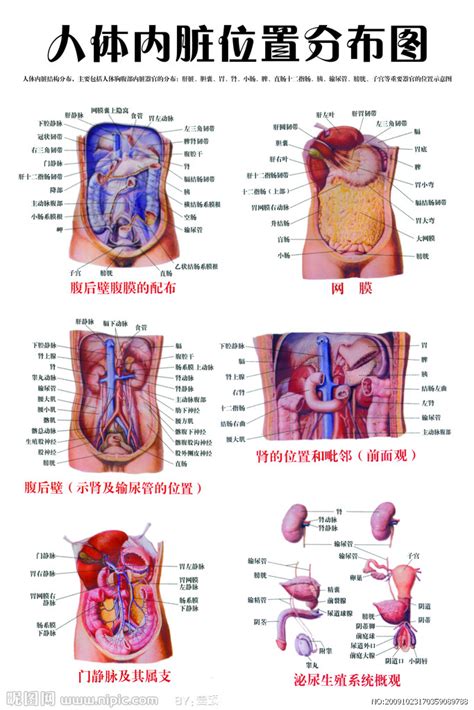 中国首创真正意义人体全能干细胞：器官再生或将实现 - 知乎