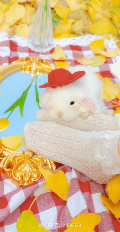 奶油味的小兔子 来自名侦探牛奶喵 - 堆糖，美图壁纸兴趣社区