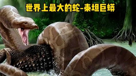 世界最大的蟒蛇泰坦巨蟒，可长到17米，竟以鳄鱼为食。_腾讯视频