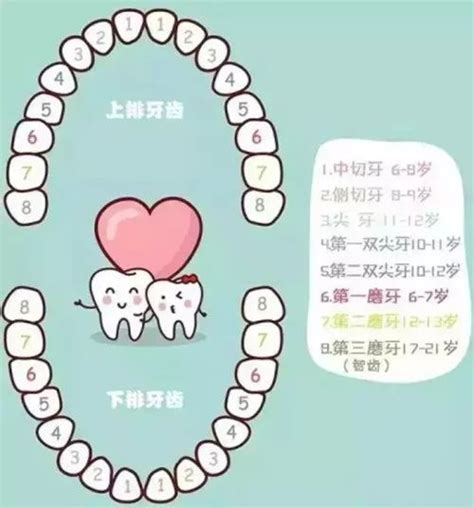 分享乳牙和恒牙的区别图片,及儿童换牙顺序图20/28颗-儿牙-妈妈好孕网