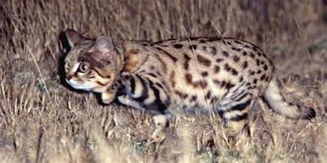 猫科动物有哪些(农村常见的大型猫科动物) - 科猫网