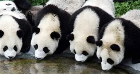 大熊猫为什么是国宝-大熊猫为什么是国宝,大熊猫,为什么,是,国宝 - 早旭阅读