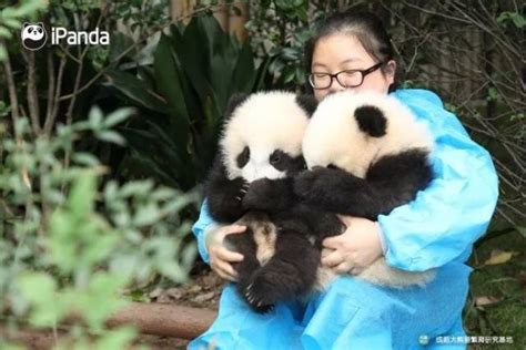 做一天大熊猫饲养员是怎样的体验？ - 知乎