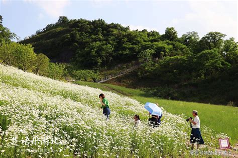 宁波这座山开满小雏菊，因风景太美成为网红打卡胜地，真的太美了_狮子山_公园_步道