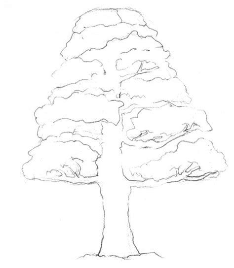 松树的外形特征介绍-行业资讯-绿宝园林网