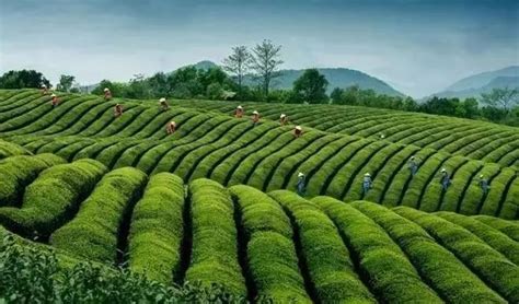 云南最具特色的普洱茶四大产区