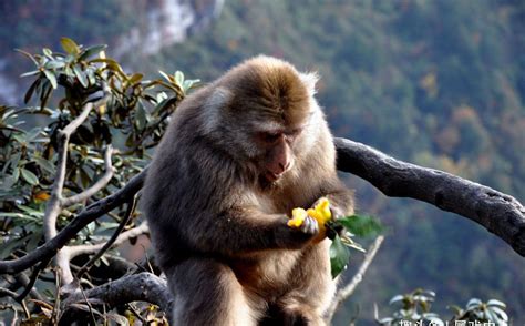 四川唐家河保护区：藏酋猴 - 中国自然保护区生物标本资源共享平台