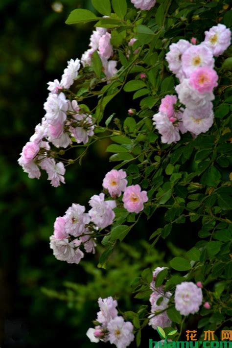 小院里种的8棵白蔷薇，从初夏开始绽放，开成一面花墙，怎么养的
