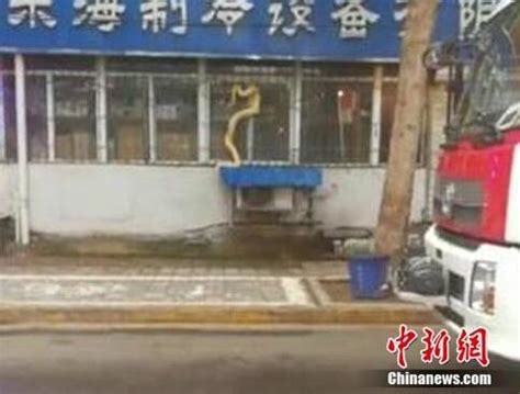 郑州街头“流浪”黄金蟒 被移交动物园安家_新浪图片